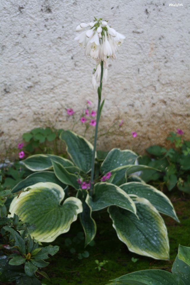 hosta